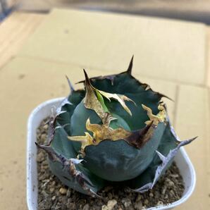 希少種 Agave titanota FO-076 アガベ チタノタ オテロイ FO-076 多肉植物 レアな アガベ オテロイボールタイプ強棘 ^ - ^の画像7