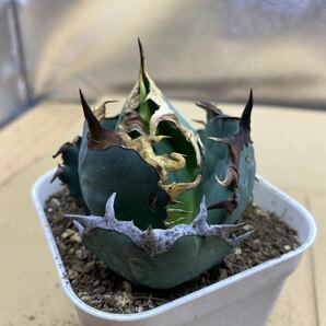 希少種 Agave titanota FO-076 アガベ チタノタ オテロイ FO-076 多肉植物 レアな アガベ オテロイボールタイプ強棘 ^ - ^の画像2