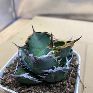 希少種 Agave titanota FO-076 アガベ チタノタ オテロイ FO-076 多肉植物 レアな アガベ オテロイボールタイプ強棘 白鯨 特選 の画像5