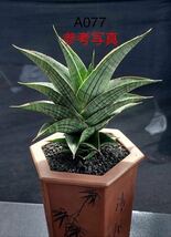 サンスベリア　ハイブリッド　A077 Sansevieria new Hibrid 'A077' 多肉植物 レアな　サンセベリア　_画像9