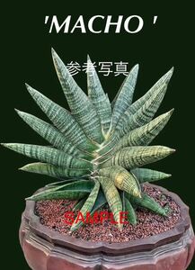 サンスベリア　ハイブリッド'マチョー' SANSEVIERIA NEW HIBRID 'MACHO' 多肉植物 レアなサンセベリア