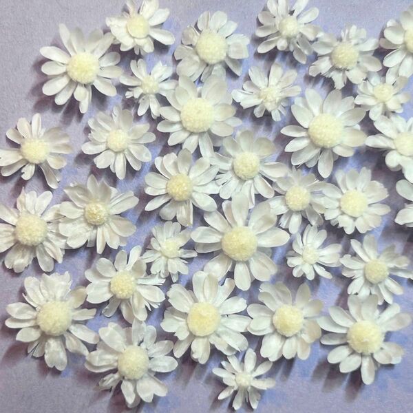 スターフラワーミニ　ドライフラワー　花材　小花　白　ホワイト