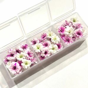 かすみ草　ドライフラワー　花材　ピンク　ホワイト　白　ミックス