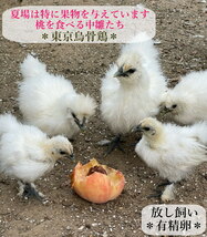 東京烏骨鶏 烏骨鶏 ８個 有精卵 種卵 食用 放し飼い ふわふわ もこもこ 送料無料_画像10