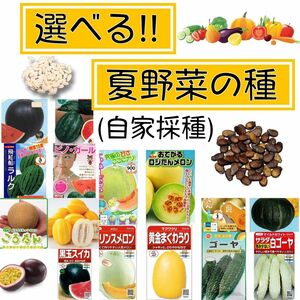 【即日発送】選べる！夏野菜の種 8種類セット 専業農家 自家採種のタネ