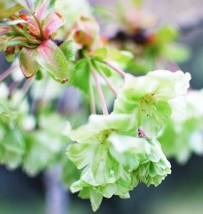 珍しい黄緑色の桜【御衣黄桜】市場に普及していない品種