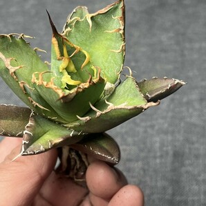 Q103多肉植物アガベ チタノタ 凱撒 シーザー agave titanota caesar 強棘 極上美株 激レア！の画像4