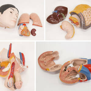 全長８５cm ドイツ製 3B社 人体模型 トルソー 人体解剖 トルソー模型 人体解剖模型/男性/医学・教育用/の画像9