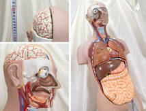 全長８8cm ALTAY 人体模型　トルソー 人体解剖　トルソー模型　人体解剖模型/男性/医学・教育用/_画像5