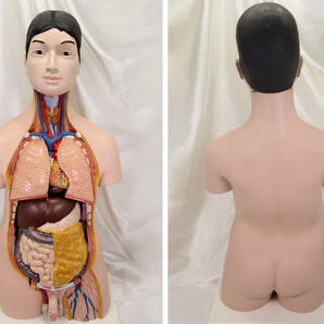 全長８５cm ドイツ製 3B社 人体模型 トルソー 人体解剖 トルソー模型 人体解剖模型/男性/医学・教育用/の画像2