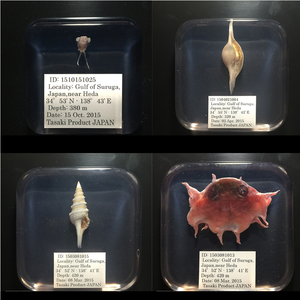 深海生物 深海 深海標本 希少 樹脂標本 「軟体動物」20個 メンダコ　ダンゴイカ　貝類　貝標本　