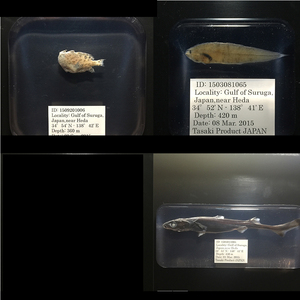 深海生物 深海 深海標本 希少 樹脂標本 「魚類」18個 ハダカトカゲ　ギンザメ　フウリュウウオ　カエルアンコウ