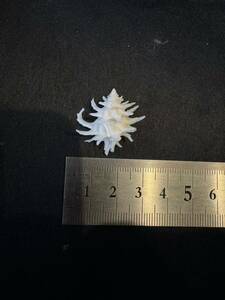 貝殻　貝標本　貝　ヒメカセン　カセンガイ　