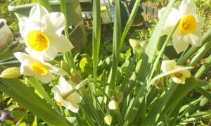  narcissus bulb 6 piece 