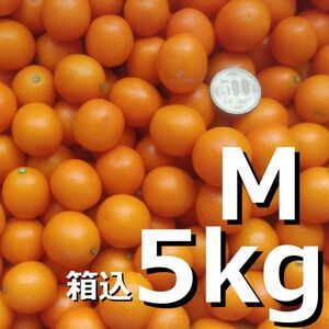 【特別栽培】ハウス完熟金柑 M 5kg(4.5kg+箱)