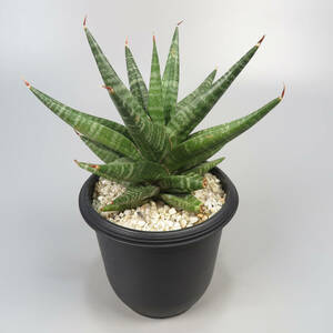 2. サンセベリア ☆ Sansevieria Black Diamond ★ サンスベリア