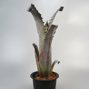 ホヘンベルギア ☆ Hohenbergia sp. 357 ★ タンクブロメリア