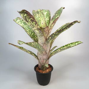 ビルベルギア ☆ Billbergia Arribella ★ タンクブロメリア