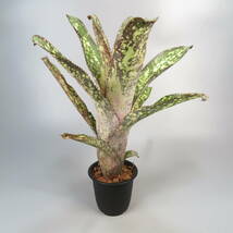 ビルベルギア ☆ Billbergia Arribella ★ タンクブロメリア_画像2