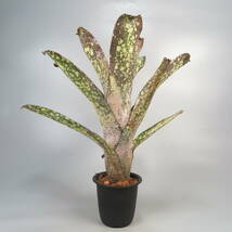 ビルベルギア ☆ Billbergia Arribella ★ タンクブロメリア_画像4