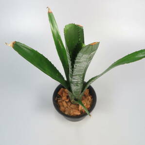 ビルベルギア ☆ Billbergia DM Shark (Domingos Martins F2 CB#07 Hybrid Cheryl Basic Queensland) ★ タンクブロメリアの画像7