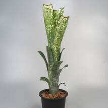 ビルベルギア ☆ Billbergia Limestone ★ タンクブロメリア_画像4