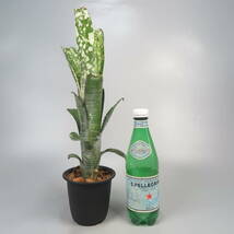 ビルベルギア ☆ Billbergia Limestone ★ タンクブロメリア_画像7