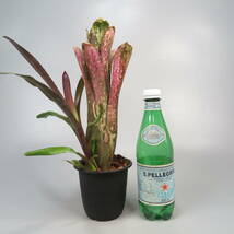 ビルベルギア ☆ Billbergia Kolan Magic ★ タンクブロメリア_画像7