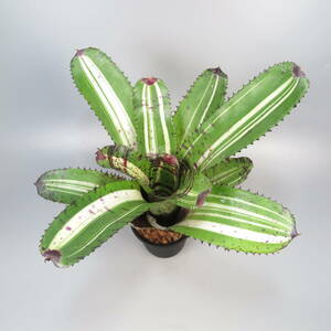  Neo rege rear * Neoregelia White Walker * large stock * tanker brome rear 