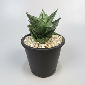 サンセベリア ☆ Sansevieria Ehrendel ★ サンスベリア