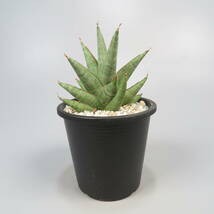 2. サンセベリア ☆ Sansevieria Rock Man ★ サンスベリア_画像5