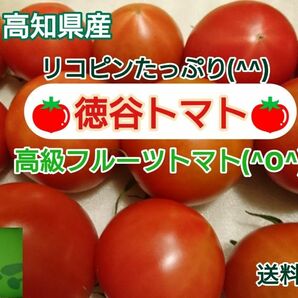 高知県産 徳谷トマト フルーツトマト 送料無料 約1kg