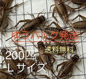 コオロギ　15～20㎜　Lサイズ 200匹+保10％ ヨーロッパイエコオロギ 【ゆうパック発送・送料無料】