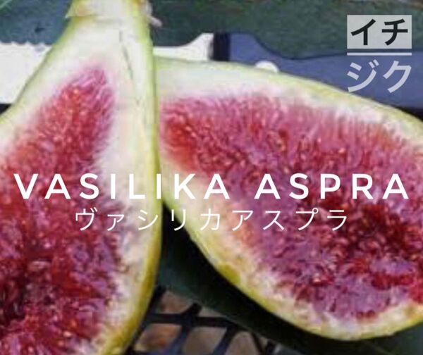 ヴァシリカアスプラ Vasilika Aspra イチジク 挿し穂 1本 超レア