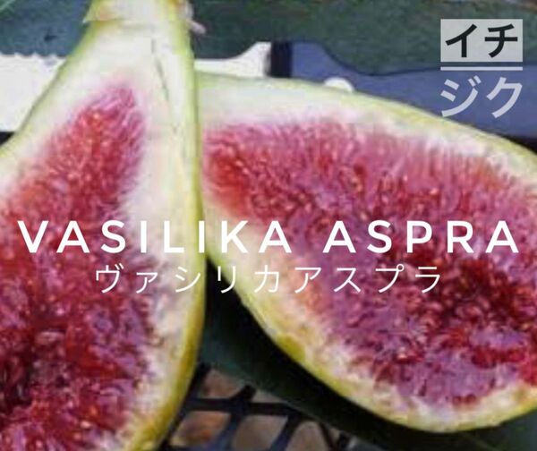 ヴァシリカアスプラ　Vasilika Aspra　イチジク　挿し穂　1本　超レア