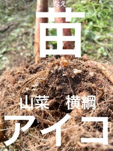 販売再開　山菜の横綱　アイコ　苗　今が植えどき5芽　1芽おまけ