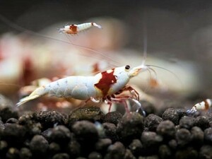**. tail ..** Red Bee Shrimp 5 pcs [ beautiful white ...]