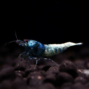 **. tail ..** turquoise shadow shrimp 10 pcs 