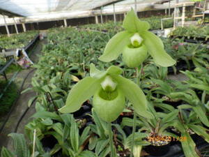 パフィオ原種 Paph.jackii(albumタイプ) x sib　レア交配TOP苗 A