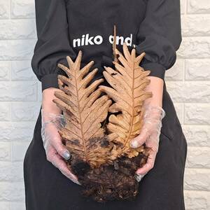 ☆新芽展開中輸入☆11L ドリナリア 植物☆Drynaria quercifolia (ドリナリア　クエルシフォリア)Mt Ijen Wild/麋角羊歯