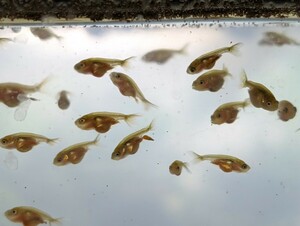 Lー68．●●津軽錦●●．3月14日孵化、約12㍉前後、画像最後が親魚です、100匹セット、水温24℃ブラインを与えています。
