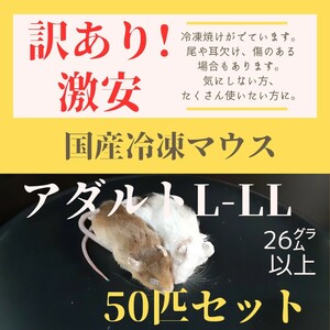 訳あり激安！　国産冷凍マウス　アダルトL-LLサイズ　50匹セット　約26g以上