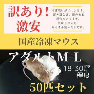 訳あり激安！　国産冷凍マウス　M-Lサイズ　50匹セット　約18-30g程度