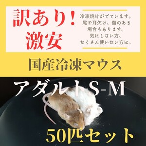 訳あり激安！　国産冷凍マウス　アダルトS-Mサイズ　50匹セット　約14-20g程度