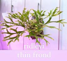 リドレイ 細葉 ridleyi thin frond 胞子撒き spore スポア 株コウモリラン ビカクシダ_画像1