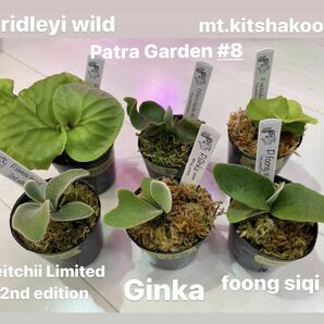 6点セット ginka・veitchii 2nd・kitshakood・foong siqi・patra garden#8・ridleyi wild ・spore スポア ビカクシダ ギンカ ベイチーの画像1