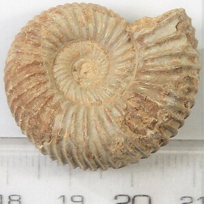アンモナイト化石・ペリスフィンクテス(Ａ)の画像1