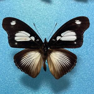 【蝶　標本】オオシロモンムラサキ