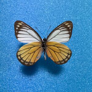 【蝶　標本】スマトラ産　シロチョウ類