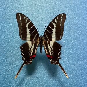 【蝶　標本】Protographium philolaus